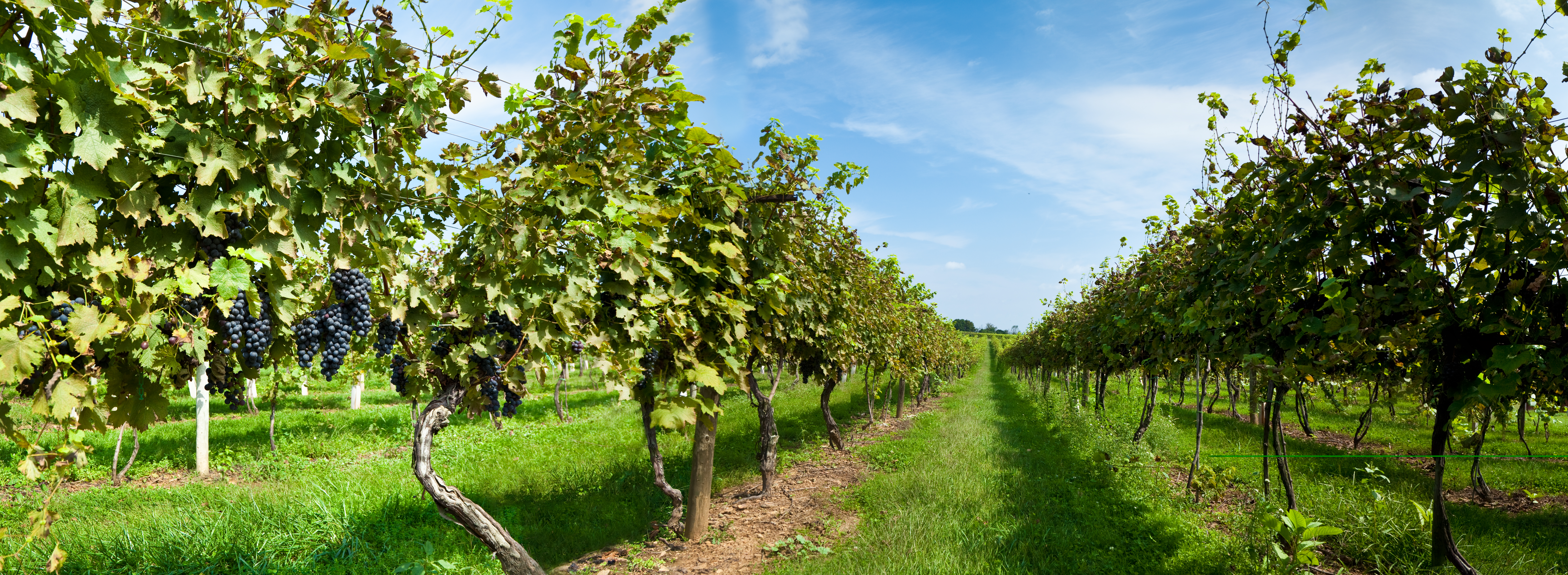 A vineyard with ripe red grapes ready to harvest.I invite you to view some of my other agricultural Images: