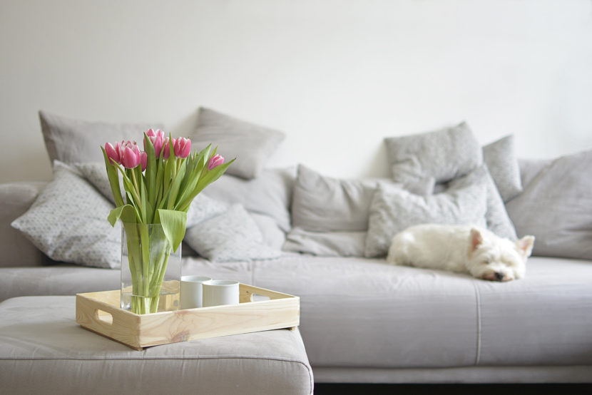 Bouquet of tulips on a tray with a dog in the background