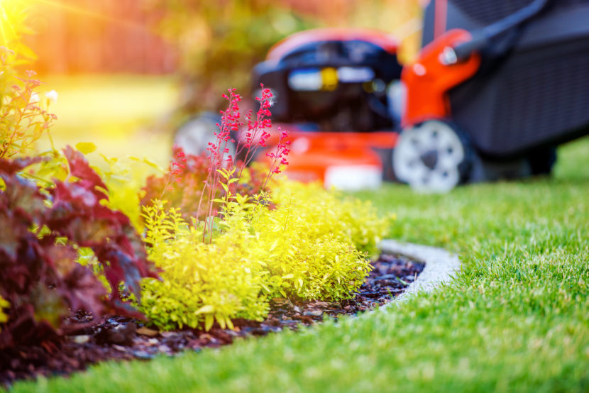 Garden Plants and Grass Mower in the Background.