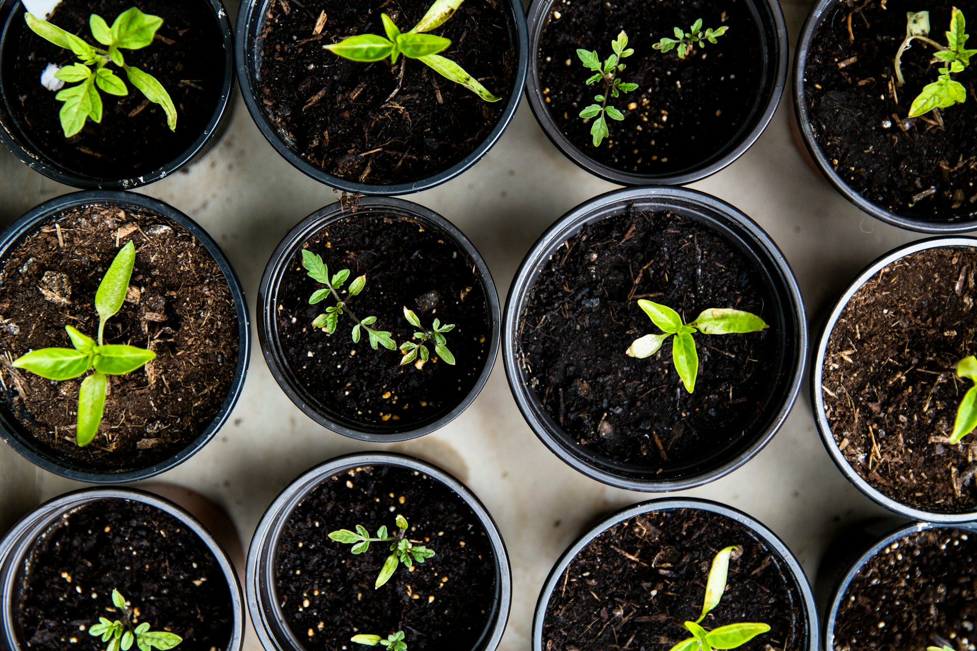 Spring Planting